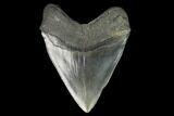 Fossil Megalodon Tooth - South Carolina #128312-2